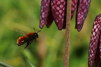 Nationale Collectie Noordelijke Stinzenplanten in Domies Toen - Het Tuinpad Op / In Nachbars Garten