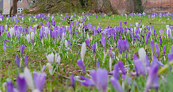 Stinzenpflanzen in Nordwestdeutschland und den nördlichen Niederlanden - Het Tuinpad Op / In Nachbars Garten