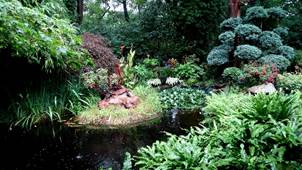 Sommerliche Schönheiten unseres Wäldchens - Het Tuinpad Op / In Nachbars Garten