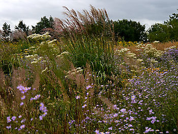 Lianne Pot‘s Siergrassen – Präriegarten in De Wilp - Het Tuinpad Op / In Nachbars Garten