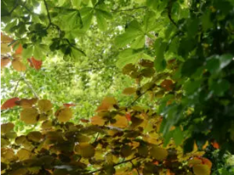 Elfen, Benjeshecken und Kunst in Groningen - Het Tuinpad Op / In Nachbars Garten