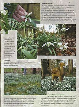 Westerlee: Kunst en sneeuwklokjes in de tuin. - Het Tuinpad Op / In Nachbars Garten