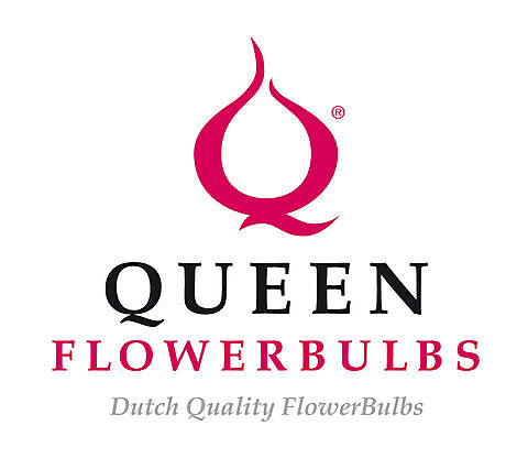 Queen Flowerbulbs Hillegom
