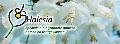 Laanboomkwekerij Halesia Zuidlaren