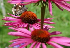 Klein Flora Westerwolde Sellingen