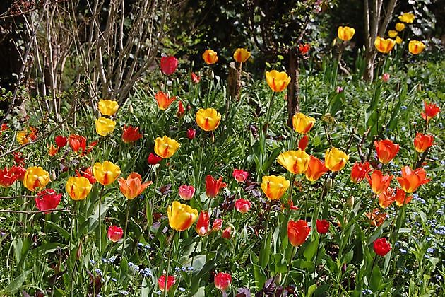 fleur in het voorjaar - Het Tuinpad Op / In Nachbars Garten