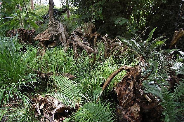 Kwekerij en Kijktuin Aan de Dijk Oudeschip