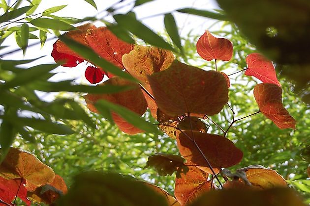  - Het Tuinpad Op / In Nachbars Garten