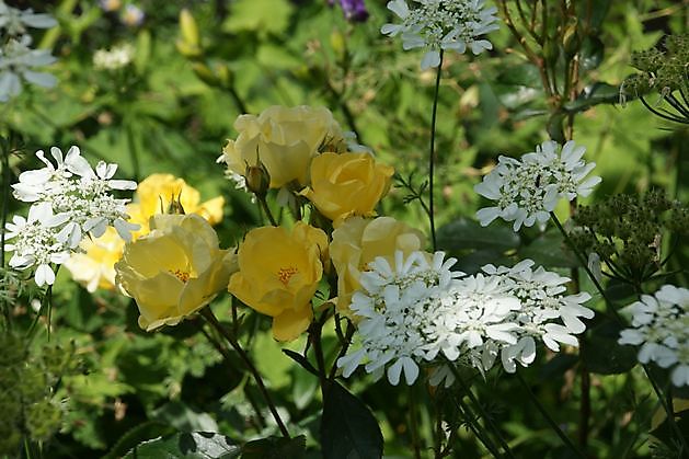 Der Eexterhof Scheemda - Het Tuinpad Op / In Nachbars Garten