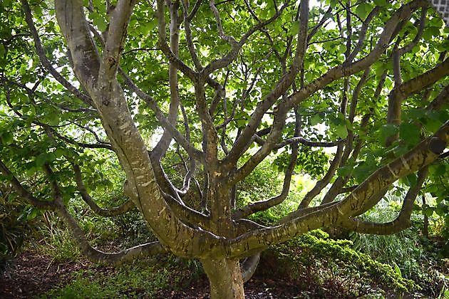  - Het Tuinpad Op / In Nachbars Garten