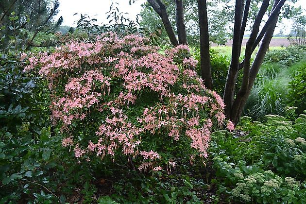 Arboretum Westeresch Vlagtwedde