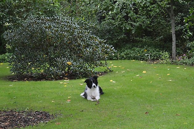  - Het Tuinpad Op / In Nachbars Garten