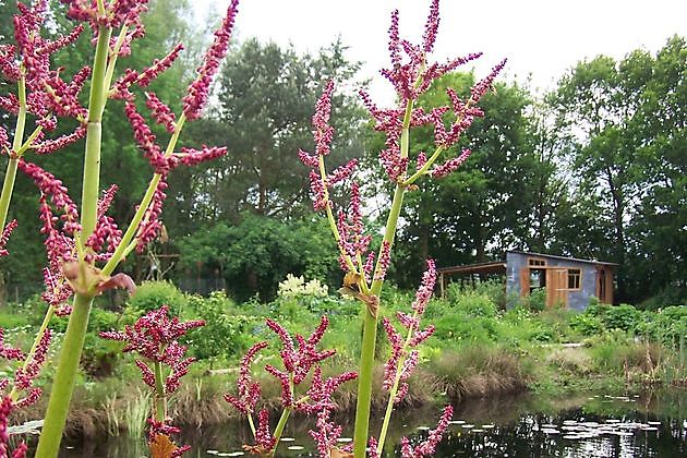 Jan Wilde een Tuin Westerlee