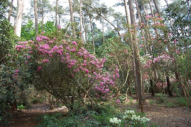 Farbenrausch im Blütenmeer -  Hobbie Rhododendronpark Westerstede-Petersfeld