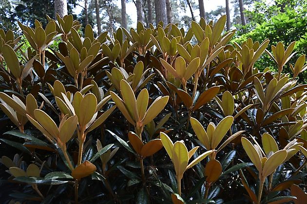 Farbenrausch im Blütenmeer -  Hobbie Rhododendronpark Westerstede-Petersfeld