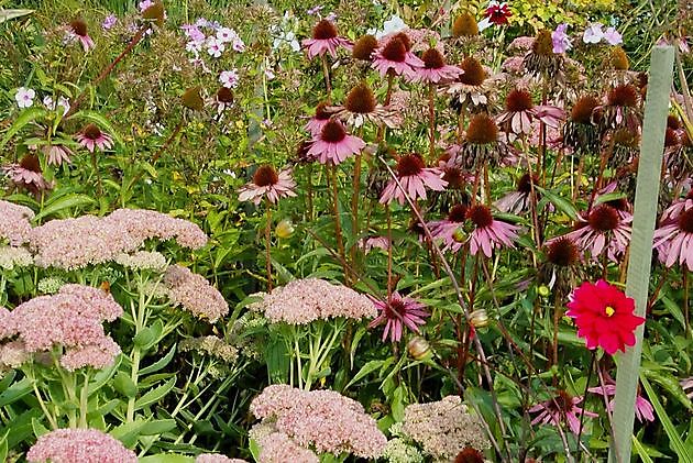 Garten Stolle Wiefelstede