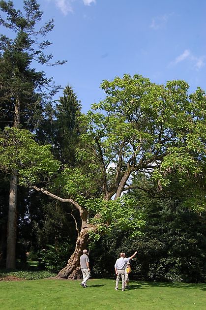 Pfarrgarten St. Andreas Emsbüren - Het Tuinpad Op / In Nachbars Garten