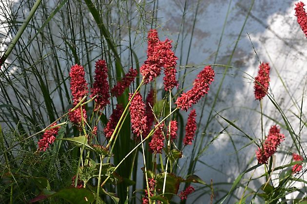 Kwekerij en Kijktuin Aan de Dijk Oudeschip