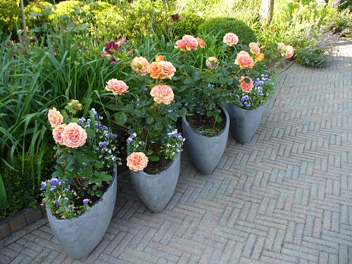 Garten Lourens Stadskanaal - Het Tuinpad Op / In Nachbars Garten