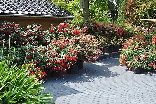 Garten de Winter Uithuizen - Het Tuinpad Op / In Nachbars Garten