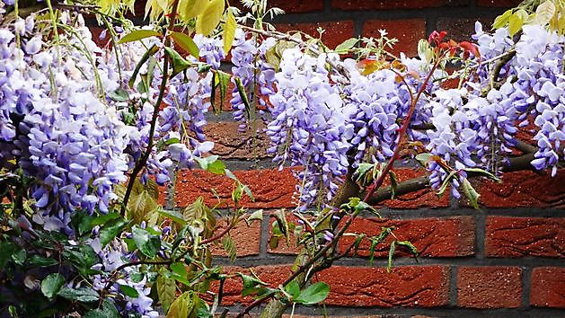  - Het Tuinpad Op / In Nachbars Garten