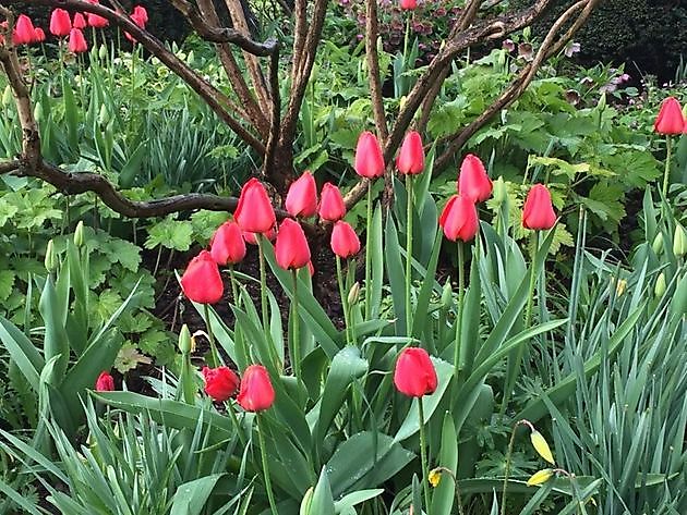  - Het Tuinpad Op / In Nachbars Garten