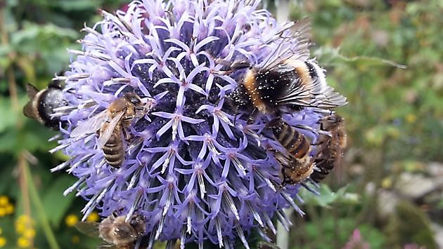 Gartentraum in Altjührden Varel-Altjührden - Het Tuinpad Op / In Nachbars Garten