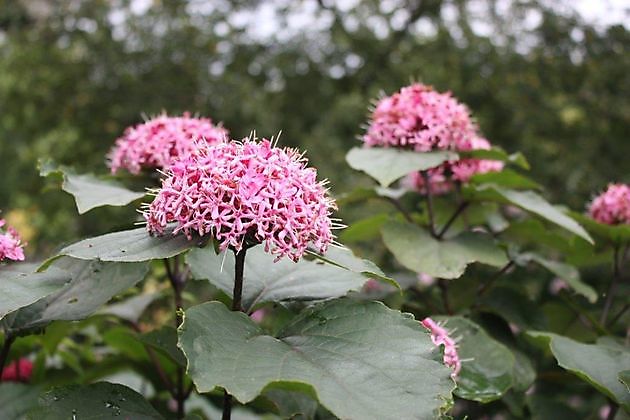 Jetske’s Tuin De Krim