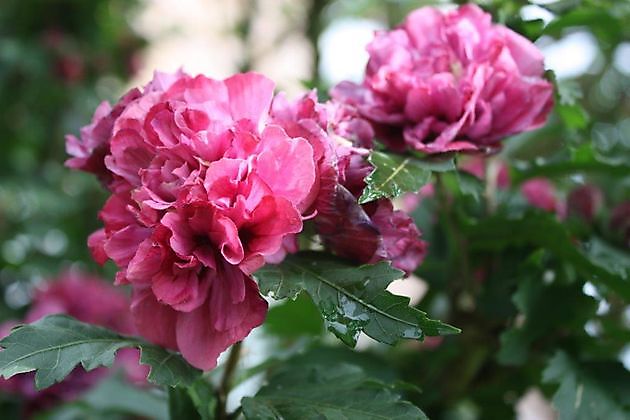  - Het Tuinpad Op / In Nachbars Garten