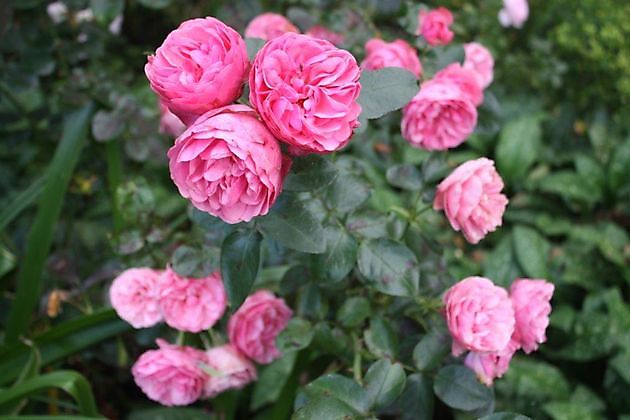  - Het Tuinpad Op / In Nachbars Garten