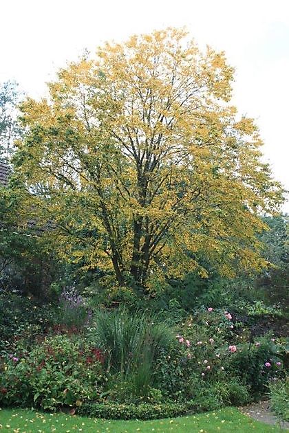 Jetske’s Tuin De Krim