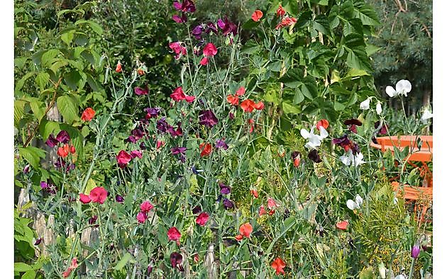 Tuin van Helen Buwalda Groningen