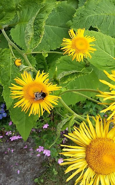 Die Gartenpfeifer Veenoord - Het Tuinpad Op / In Nachbars Garten