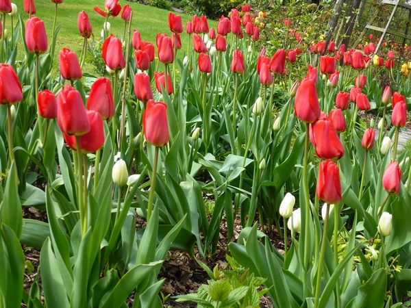 Garten am Weserdeich Nordenham - Het Tuinpad Op / In Nachbars Garten