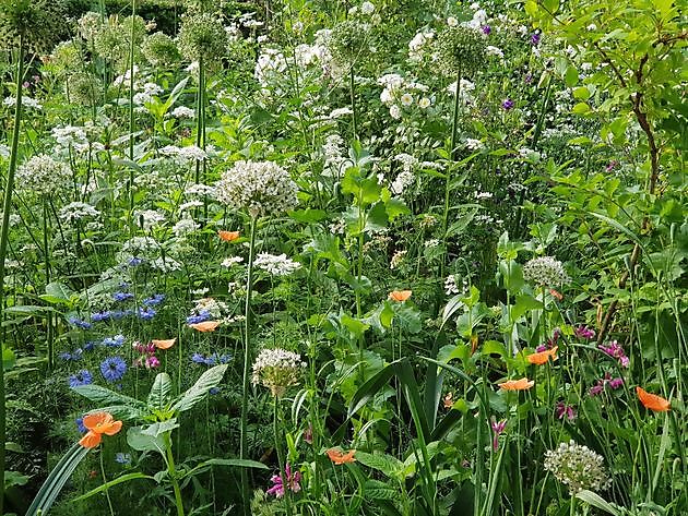 Garten Nauta de Blaauw Slochteren - Het Tuinpad Op / In Nachbars Garten