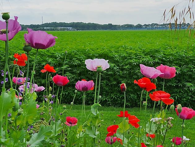  - Het Tuinpad Op / In Nachbars Garten