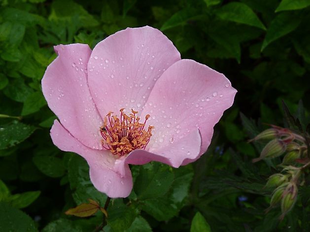 De Houtstek Blijham - Het Tuinpad Op / In Nachbars Garten