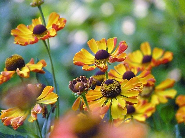  - Het Tuinpad Op / In Nachbars Garten