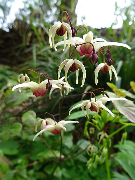 Jan Wilde een Tuin Westerlee