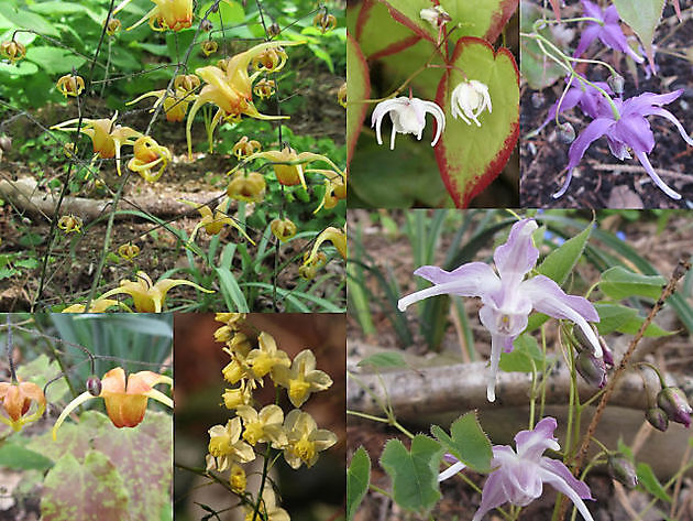  - Het Tuinpad Op / In Nachbars Garten