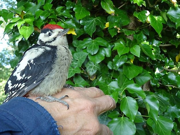 Jan Wilde een Tuin Westerlee