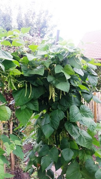 Tuin Geziena Scholtalbers Weener