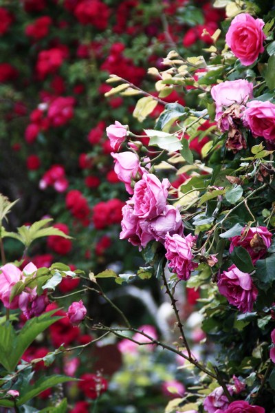 Tuin Am Schwarzen Brack Sande/Neustadtgödens