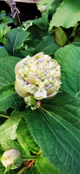 Tuin Am Schwarzen Brack Sande/Neustadtgödens