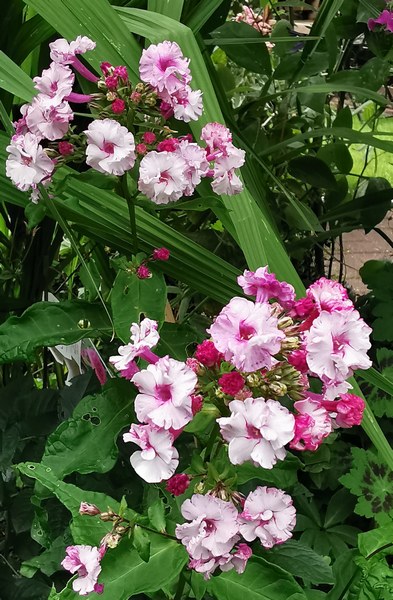 Tuin Am Schwarzen Brack Sande/Neustadtgödens