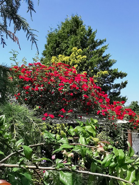 Garten am Schwarzen Brack Sande/Neustadtgödens - Het Tuinpad Op / In Nachbars Garten