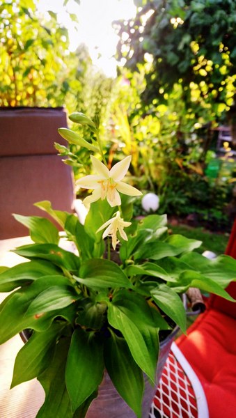 Garten am Schwarzen Brack Sande/Neustadtgödens