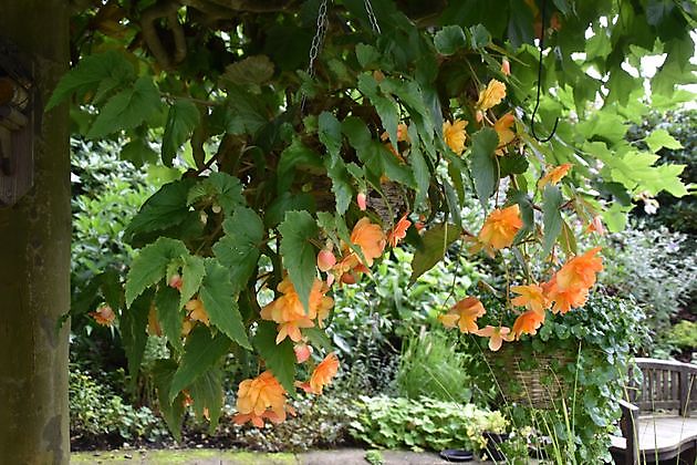  - Het Tuinpad Op / In Nachbars Garten