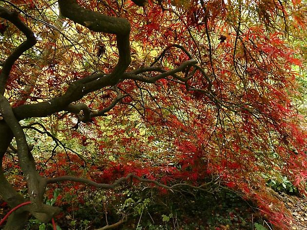 Garten der Stille Oldenburg - Het Tuinpad Op / In Nachbars Garten