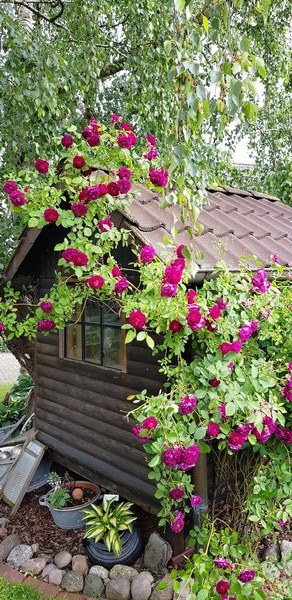  - Het Tuinpad Op / In Nachbars Garten